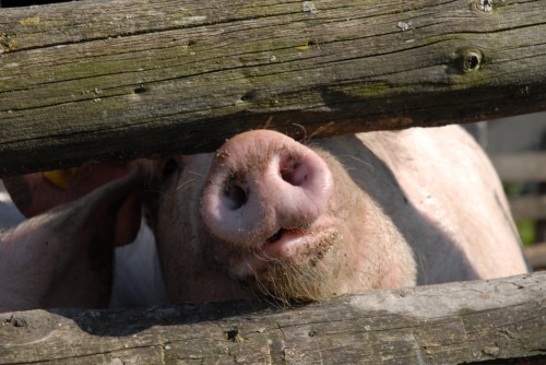 cochon3.jpg