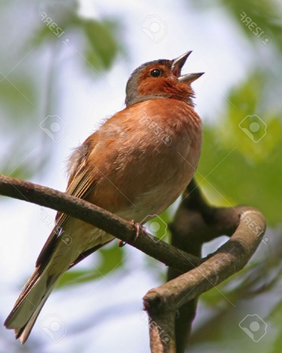11870609-Chaffinch-singing-spring-song-on-branch-Stock-Photo-bird.jpg