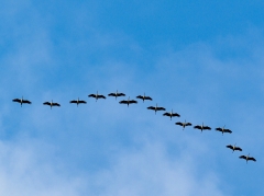 la-migration-des-oiseaux.jpg