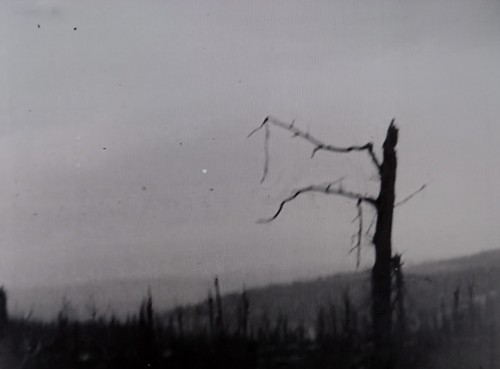 arbre.jpg