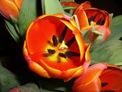 Les tulipes.JPG